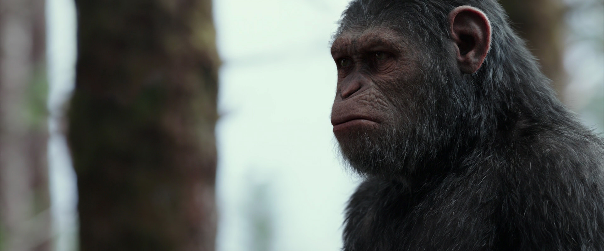War for the Planet of the Apes (2017) screencap 3141