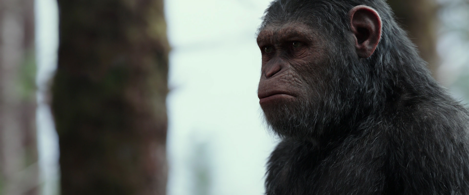 War for the Planet of the Apes (2017) movie still 3142