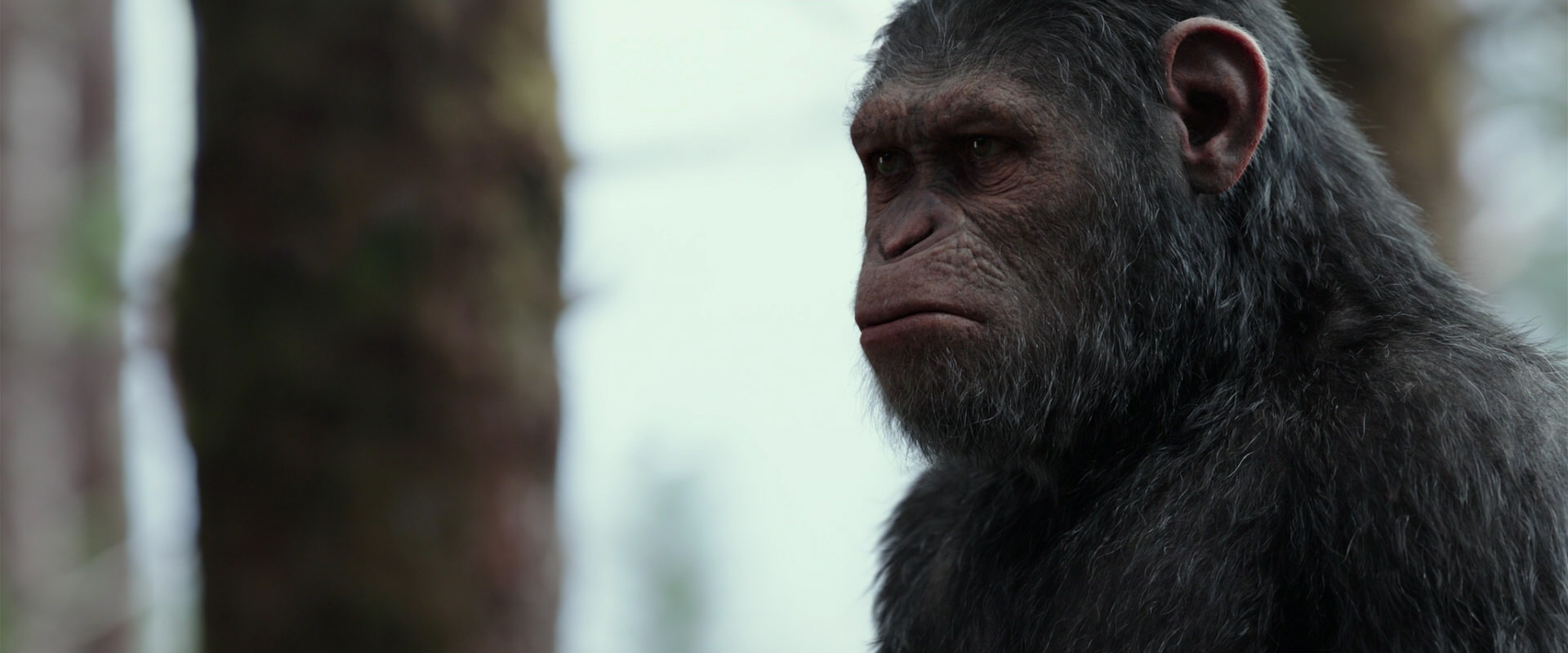 War for the Planet of the Apes (2017) screencap 3144