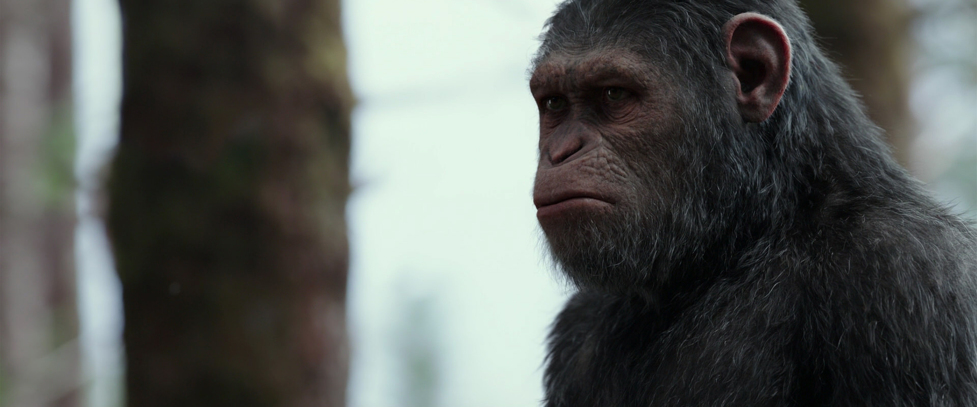 War for the Planet of the Apes (2017) movie still 3145
