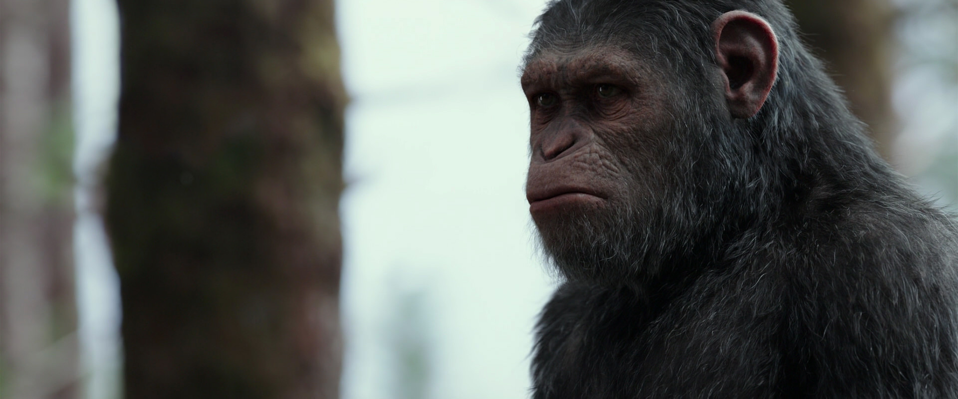 War for the Planet of the Apes (2017) HD screenshot 3146