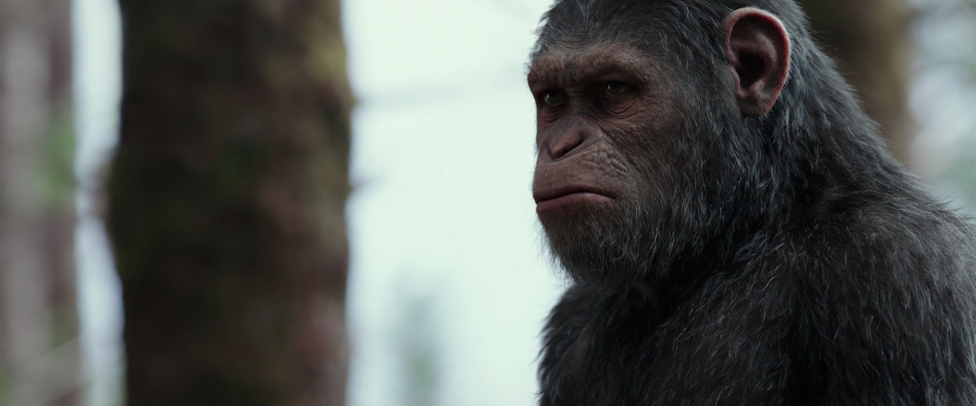 War for the Planet of the Apes (2017) screencap 3147