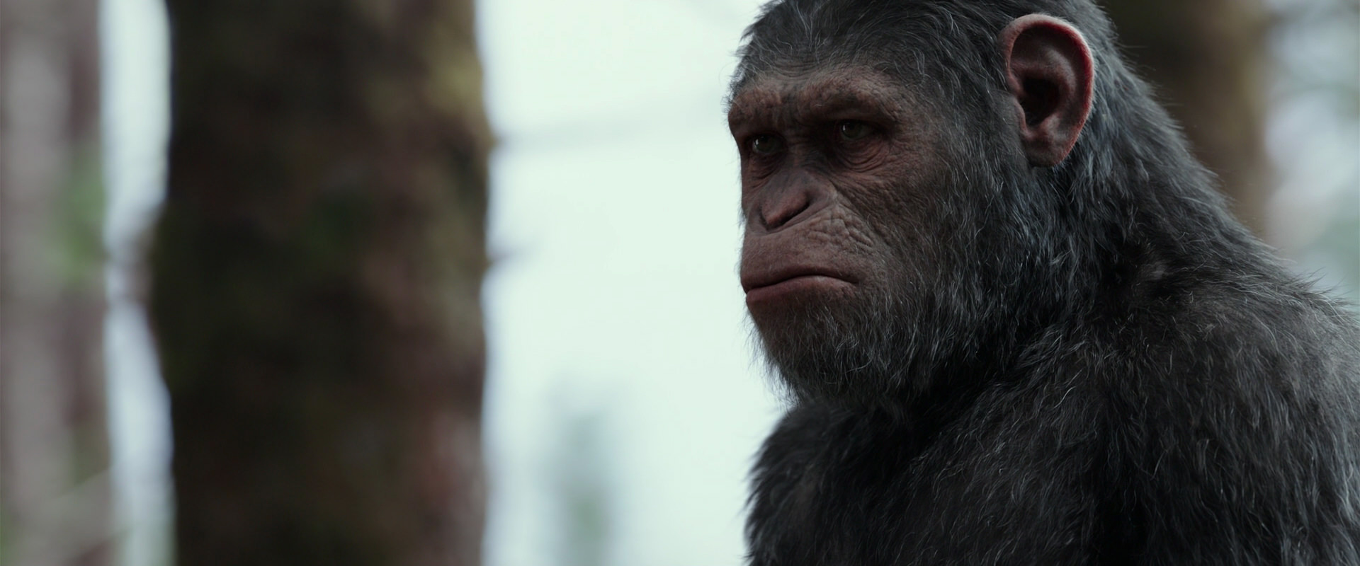 War for the Planet of the Apes (2017) movie still 3148