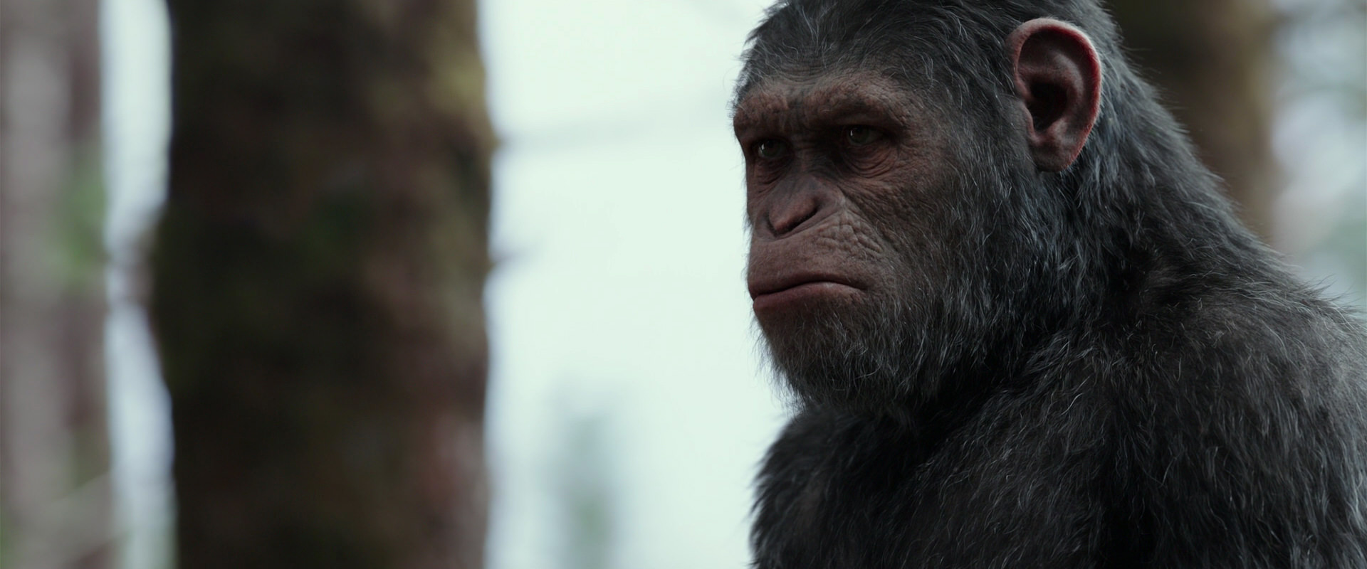 War for the Planet of the Apes (2017) HD screenshot 3149