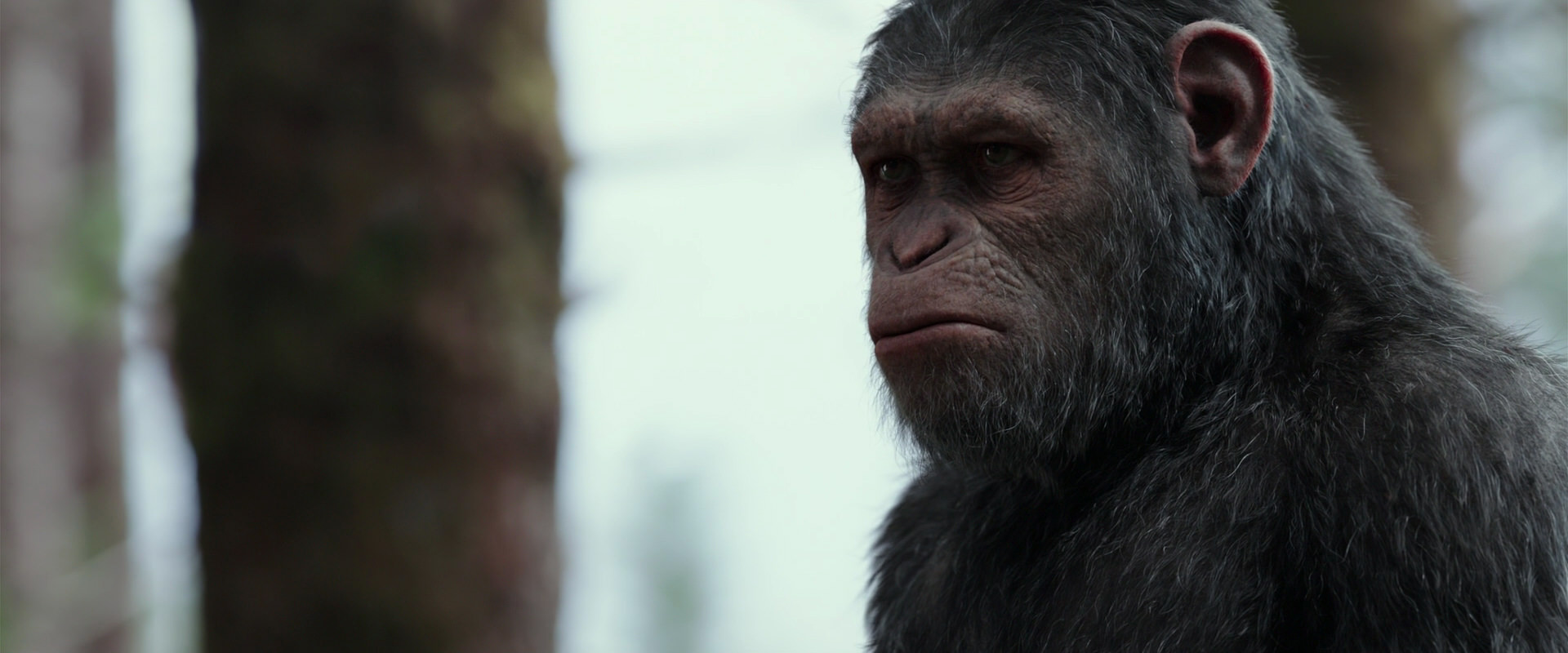 War for the Planet of the Apes (2017) screencap 3150