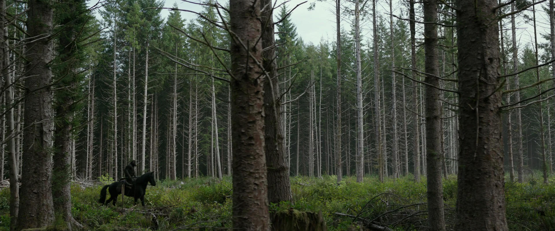 War for the Planet of the Apes (2017) screencap 3153