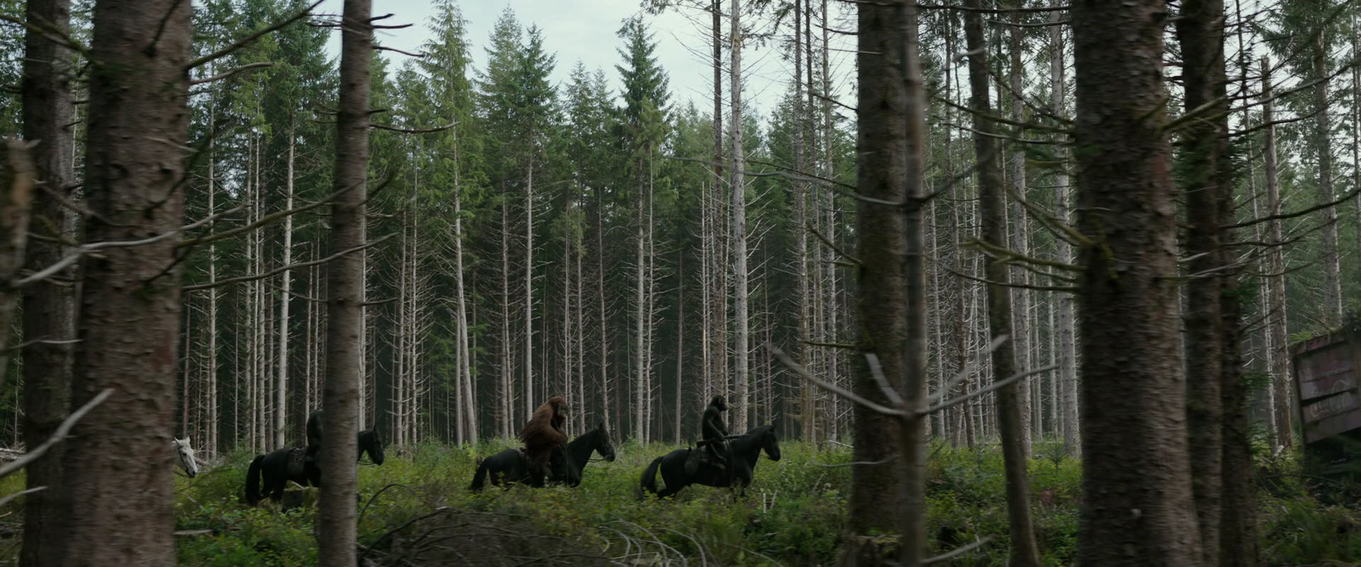 War for the Planet of the Apes (2017) movie still 3163
