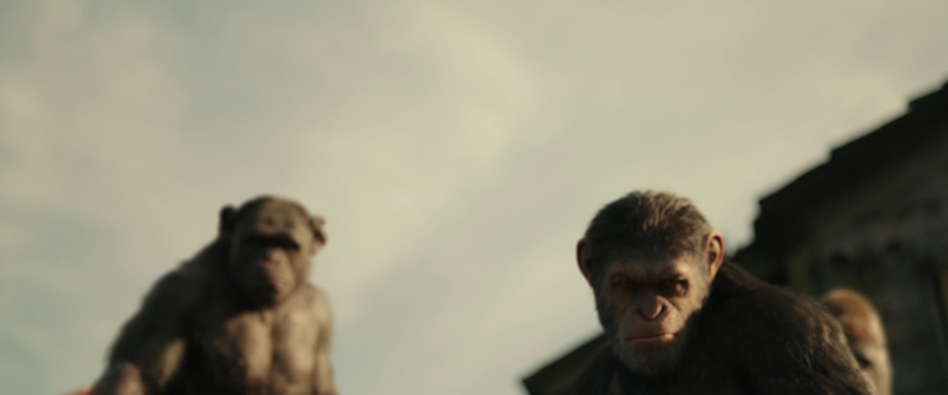 War for the Planet of the Apes (2017) movie still 3352