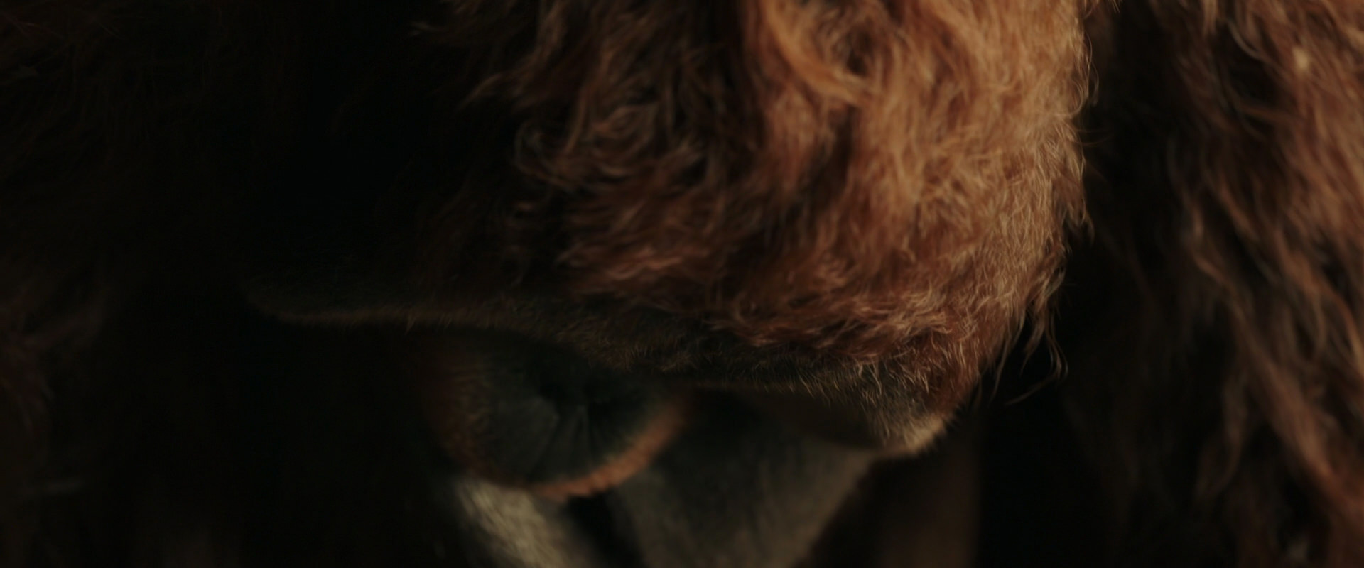 War for the Planet of the Apes (2017) movie still 3592
