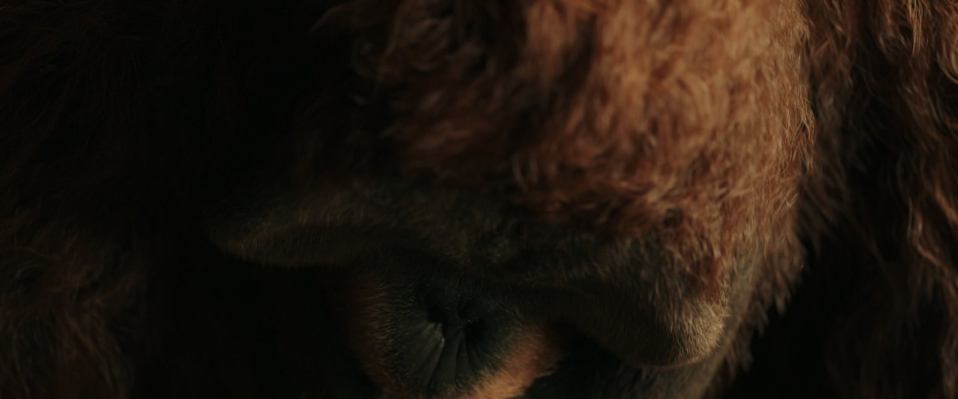 War for the Planet of the Apes (2017) screencap 3594