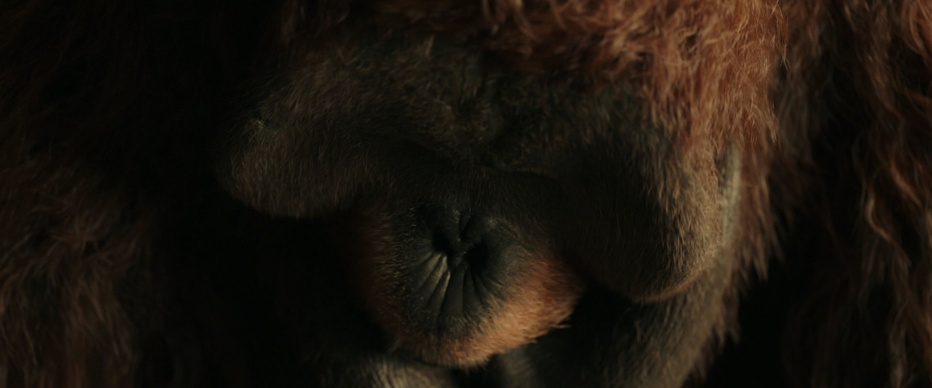 War for the Planet of the Apes (2017) movie still 3595