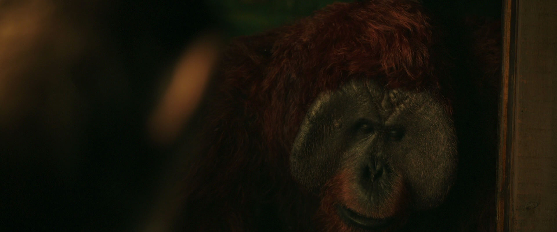War for the Planet of the Apes (2017) screencap 3768