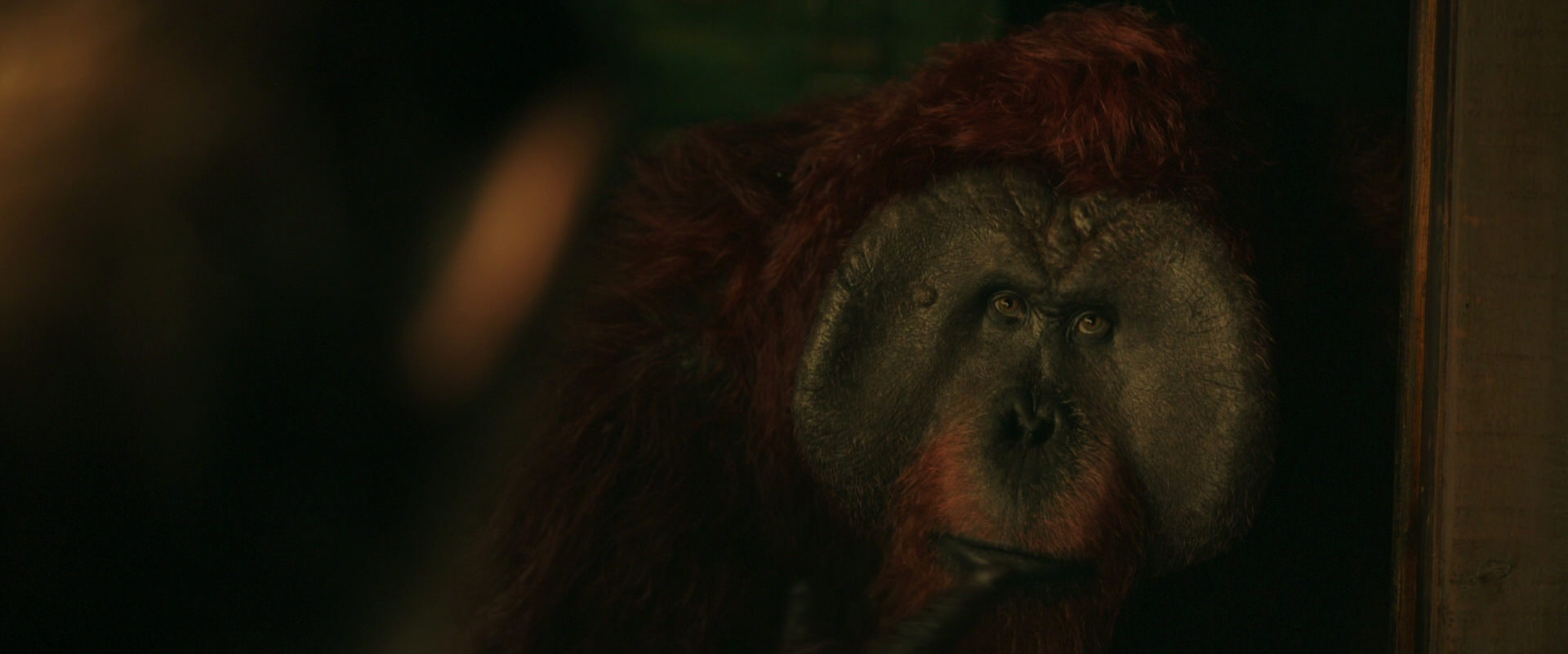 War for the Planet of the Apes (2017) movie still 3769