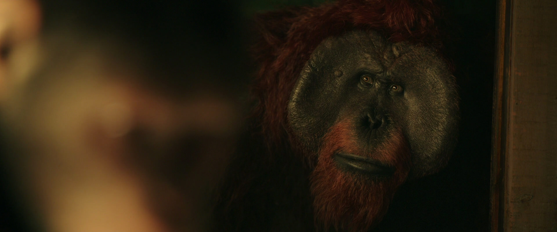 War for the Planet of the Apes (2017) movie still 3781
