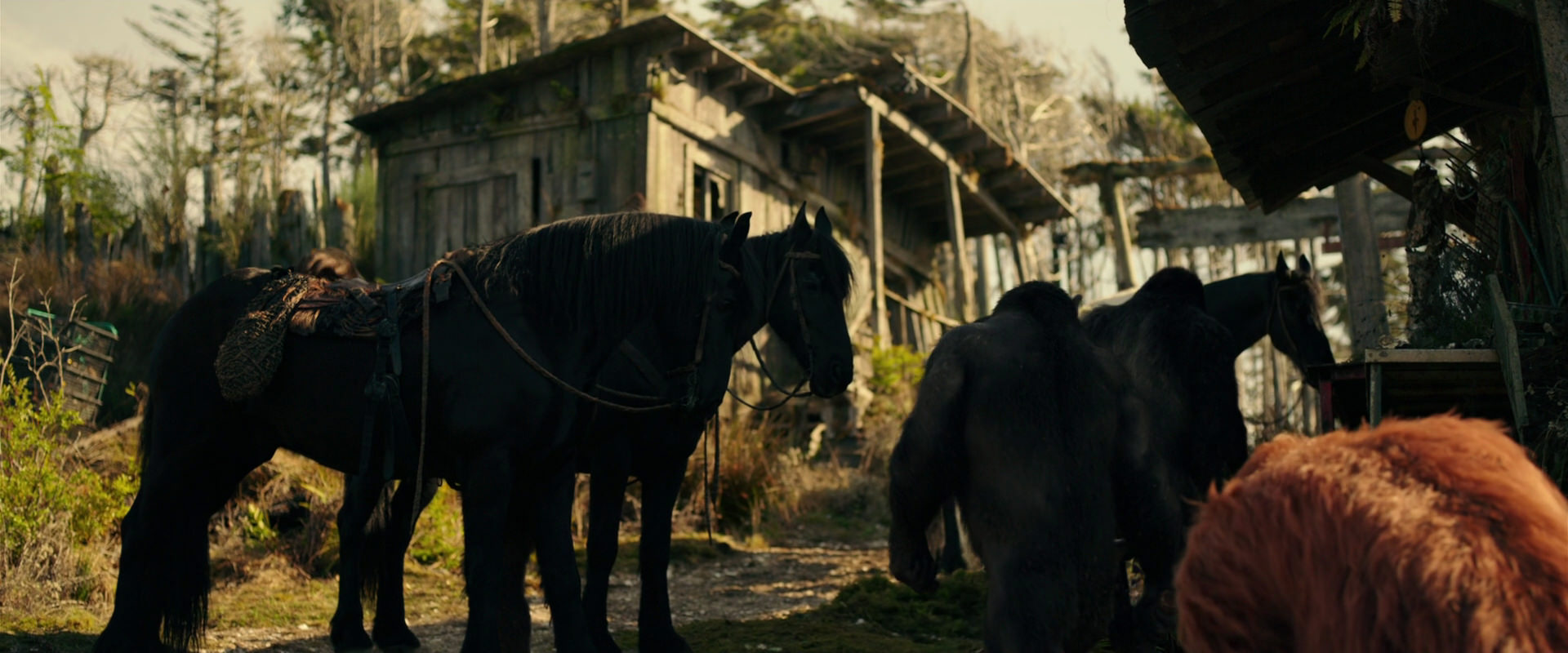 War for the Planet of the Apes (2017) screencap 3789