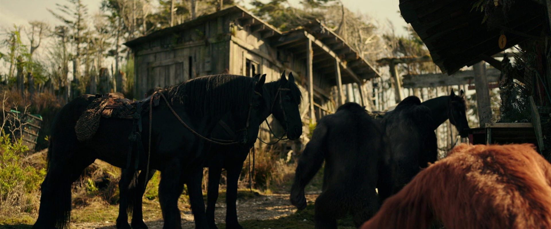 War for the Planet of the Apes (2017) movie still 3790