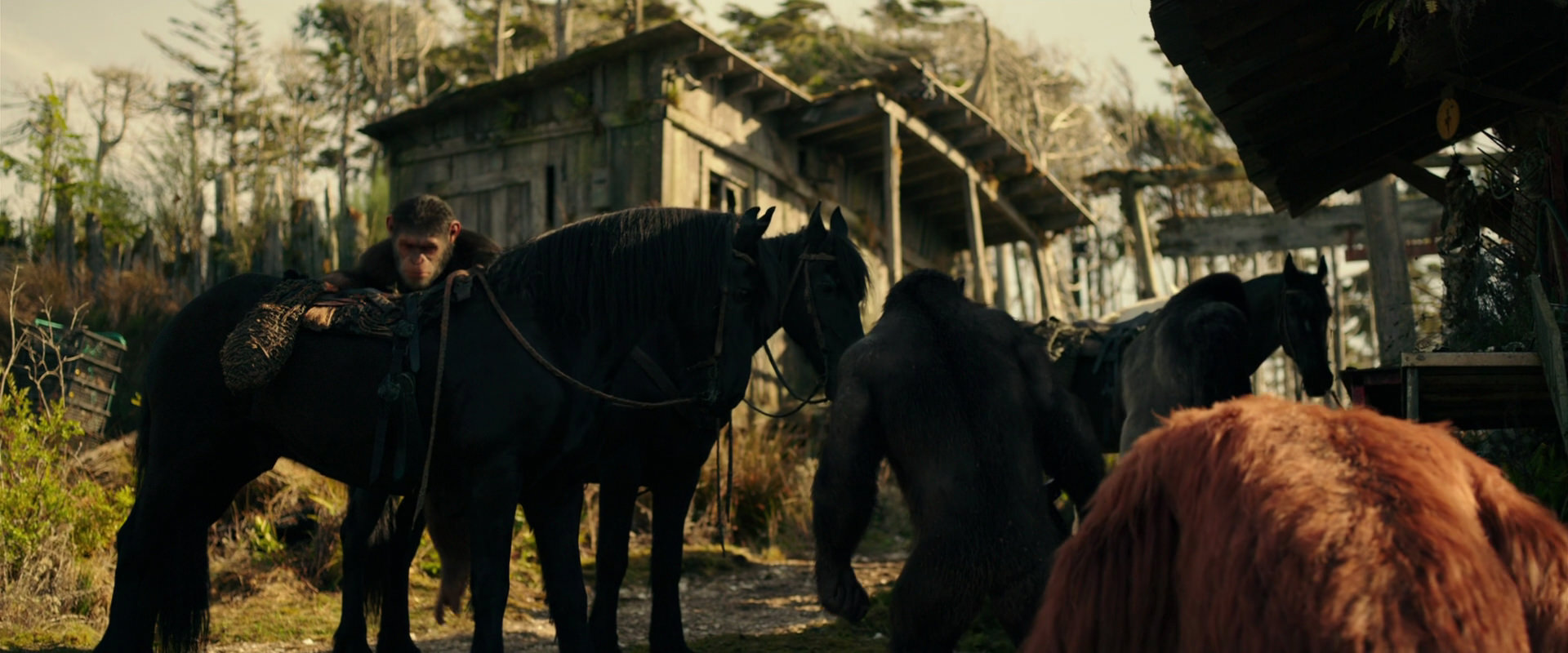 War for the Planet of the Apes (2017) HD screenshot 3791
