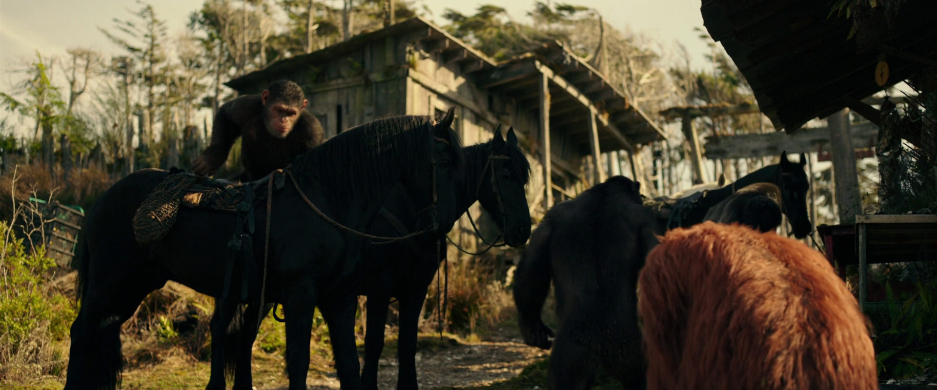 War for the Planet of the Apes (2017) screencap 3792