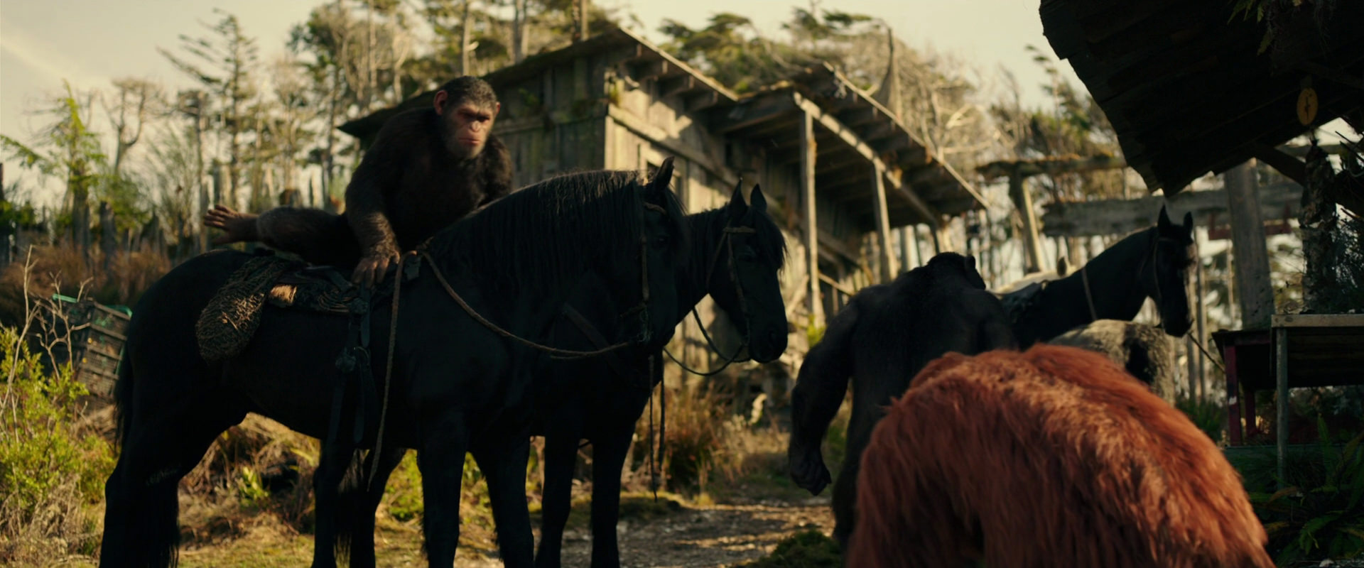 War for the Planet of the Apes (2017) movie still 3793