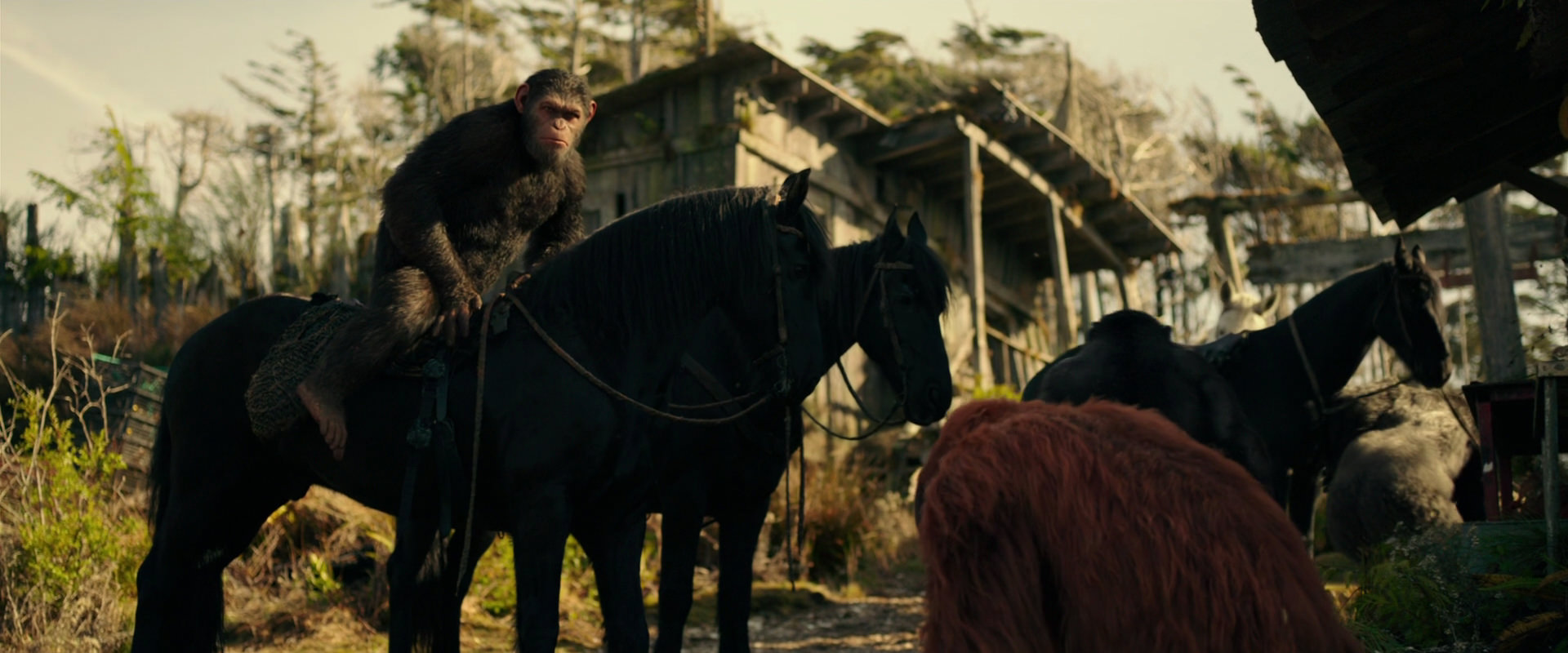 War for the Planet of the Apes (2017) screencap 3795