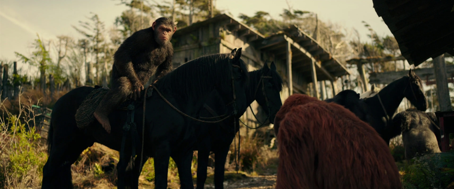 War for the Planet of the Apes (2017) movie still 3796