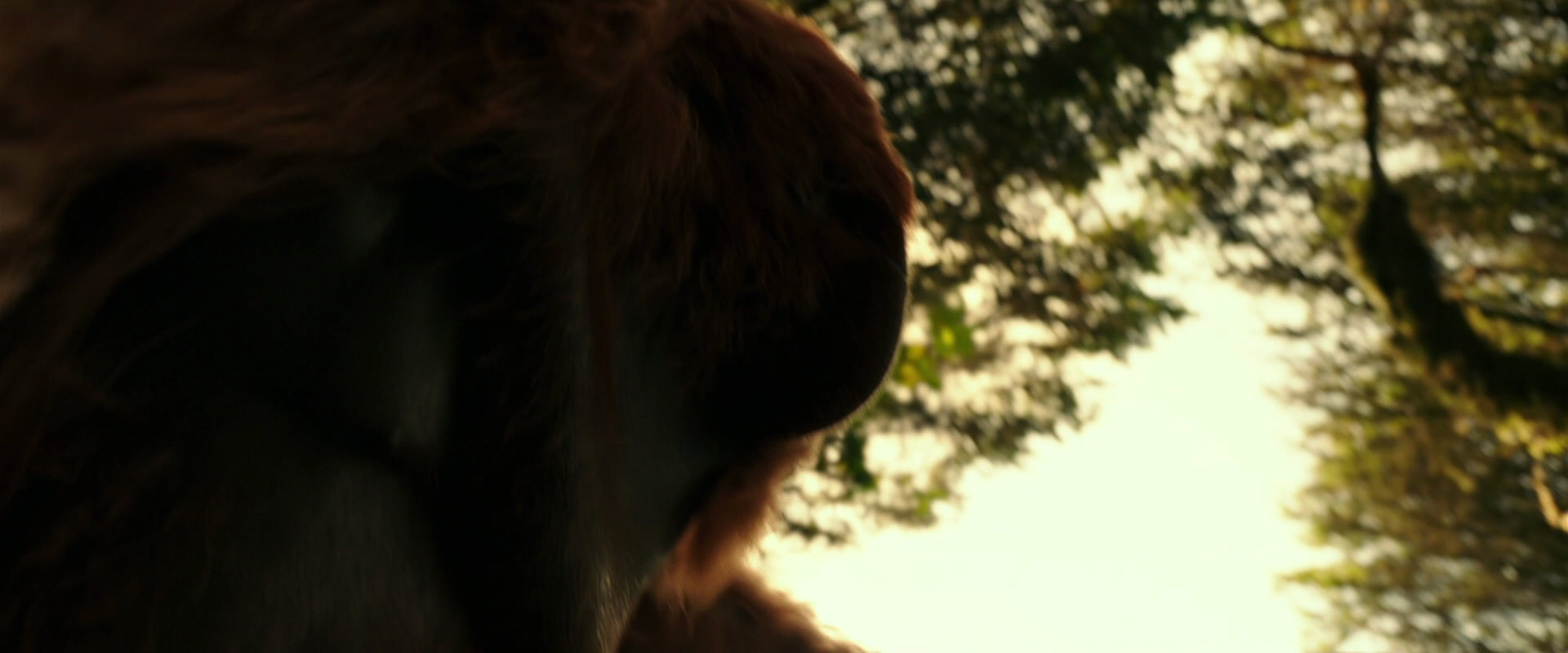 War for the Planet of the Apes (2017) screencap 4467