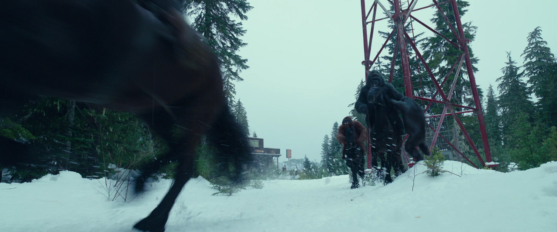 War for the Planet of the Apes (2017) screencap 5028