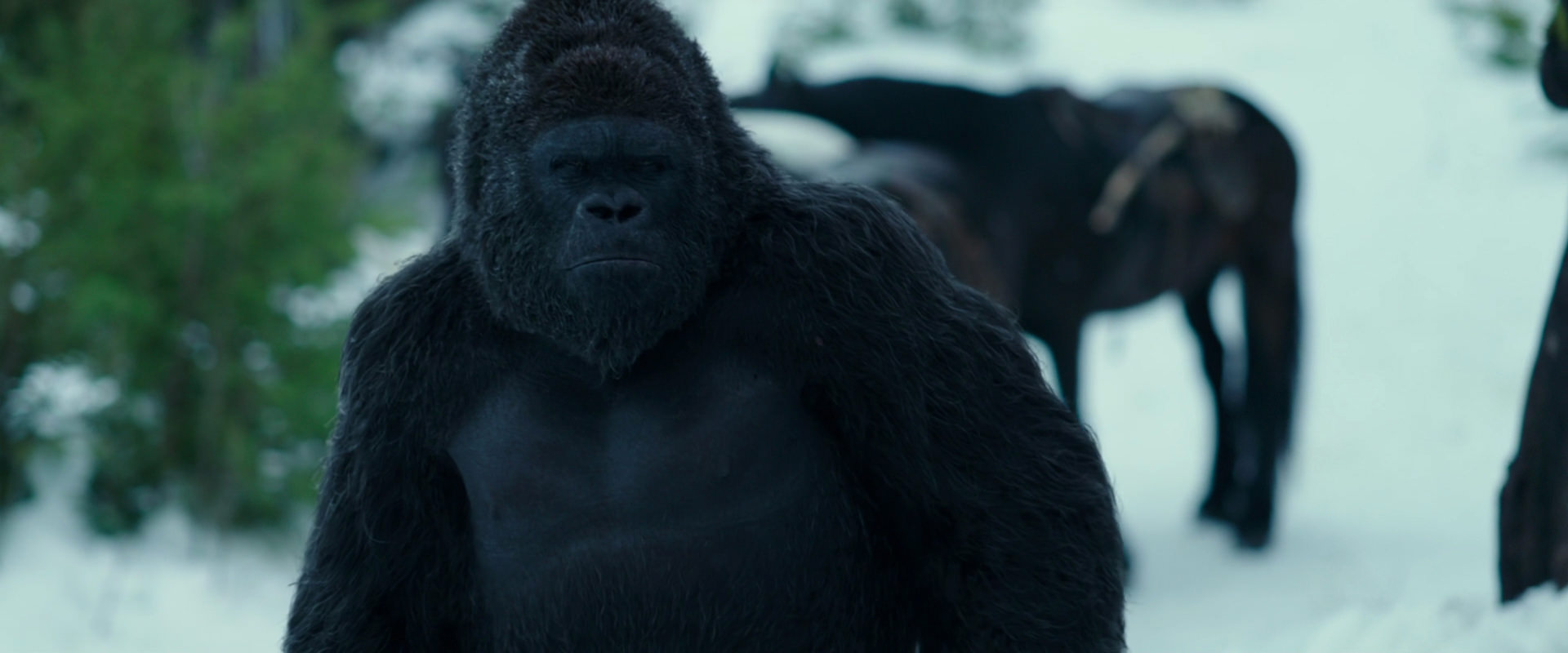 War for the Planet of the Apes (2017) screencap 6276