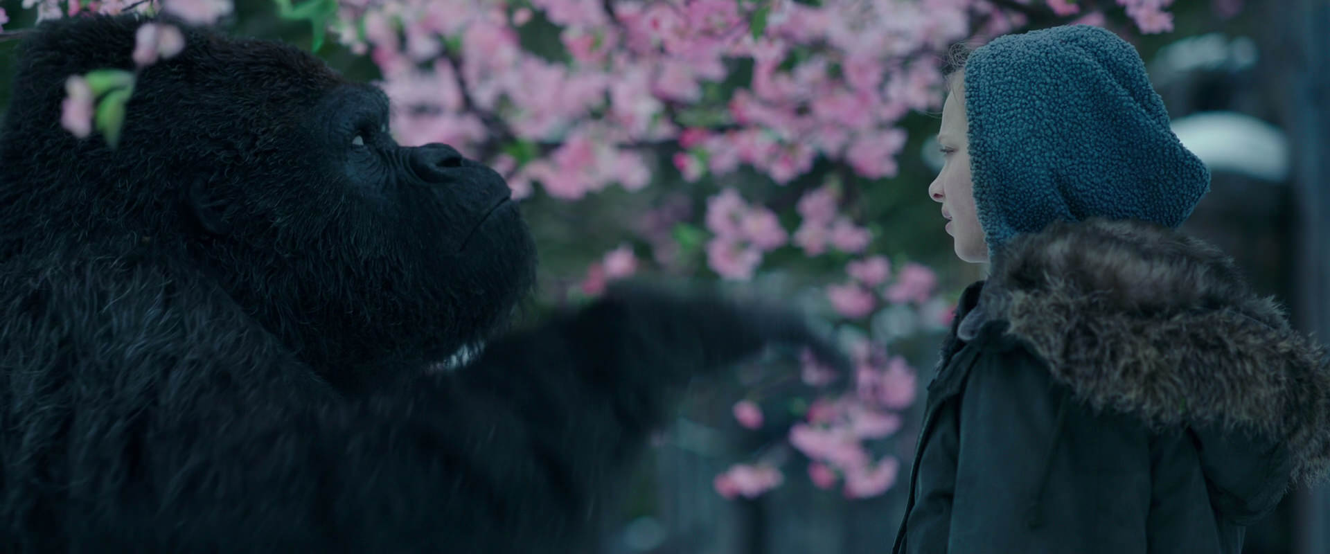 War for the Planet of the Apes (2017) movie still 6298