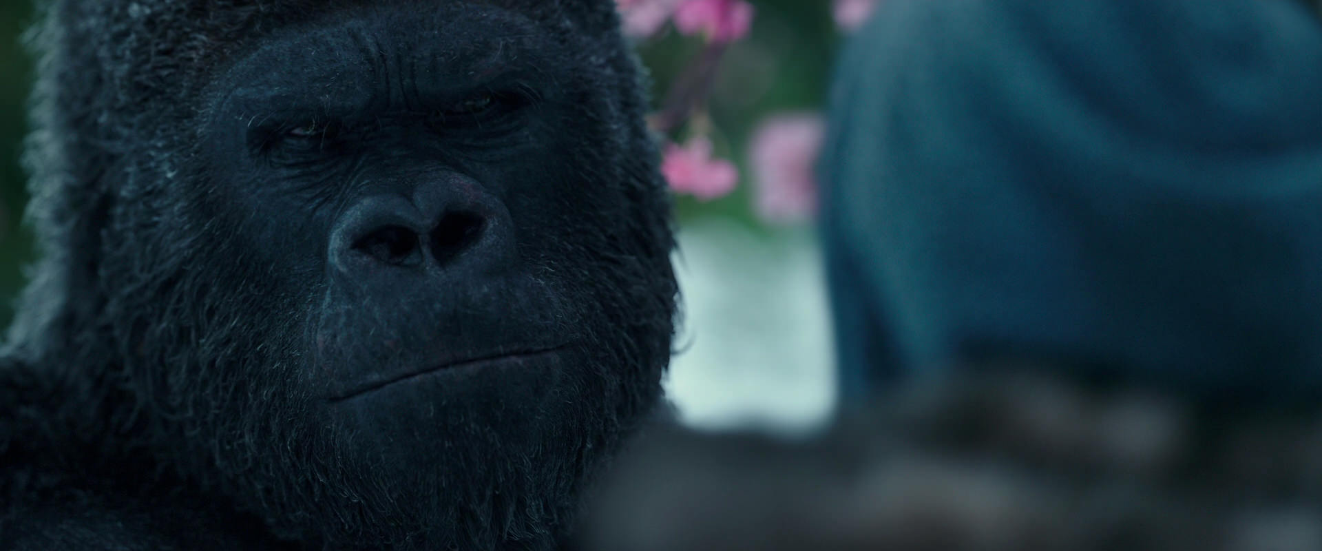 War for the Planet of the Apes (2017) movie still 6337