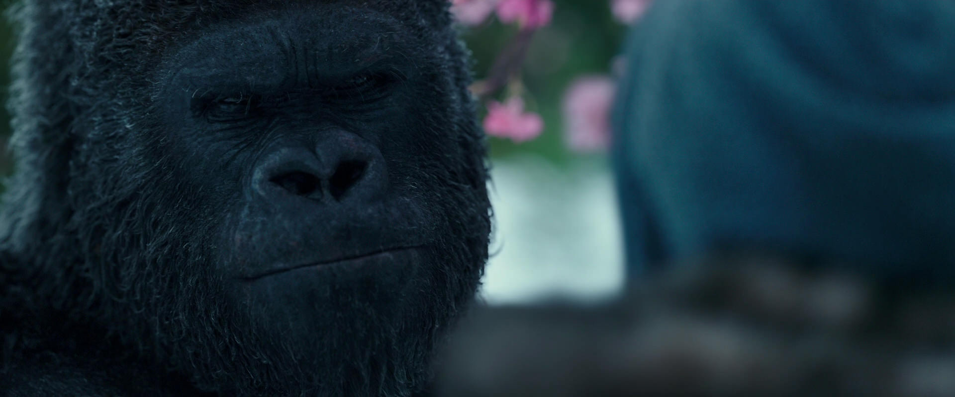 War for the Planet of the Apes (2017) movie still 6343
