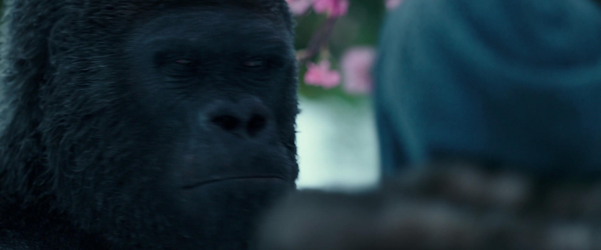 War for the Planet of the Apes (2017) movie still 6346