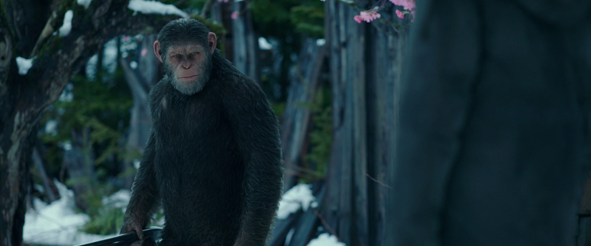 War for the Planet of the Apes (2017) HD screenshot 6365