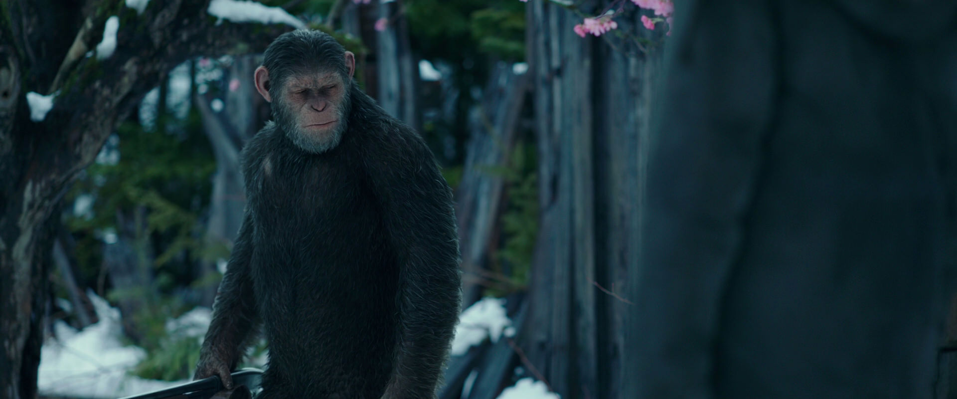 War for the Planet of the Apes (2017) movie still 6367