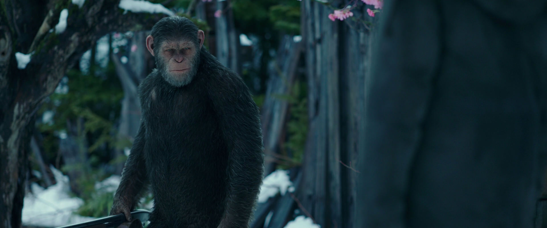 War for the Planet of the Apes (2017) HD screenshot 6368