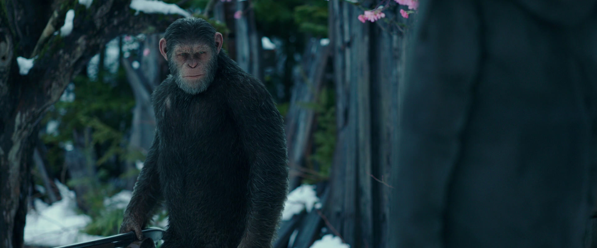War for the Planet of the Apes (2017) screencap 6369