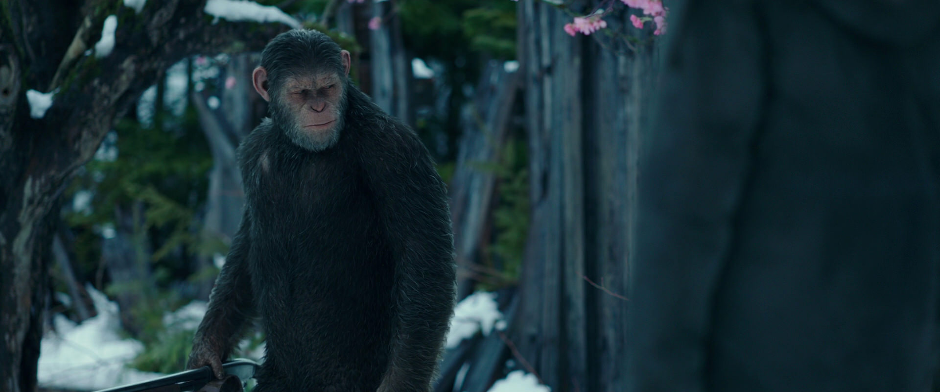 War for the Planet of the Apes (2017) movie still 6370