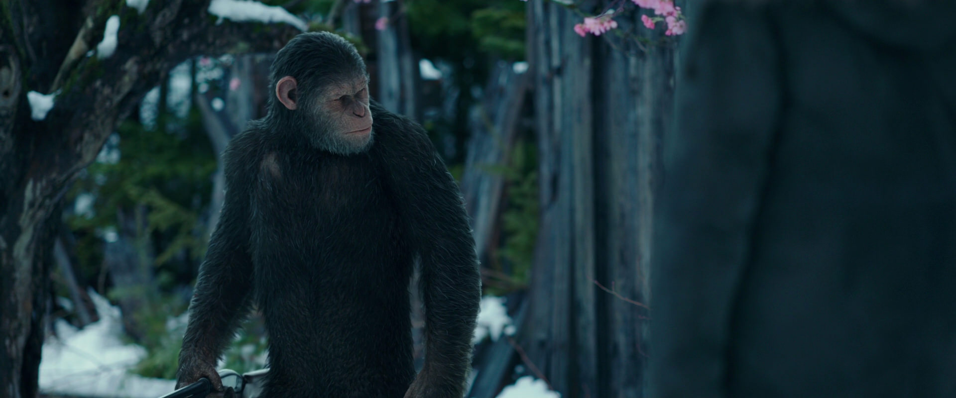 War for the Planet of the Apes (2017) screencap 6372