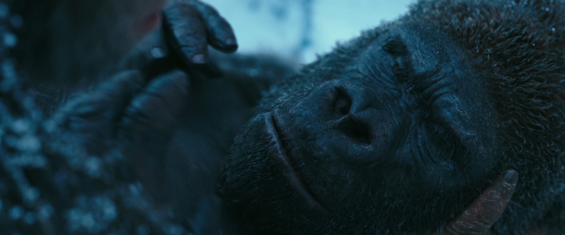 War for the Planet of the Apes (2017) movie still 6628