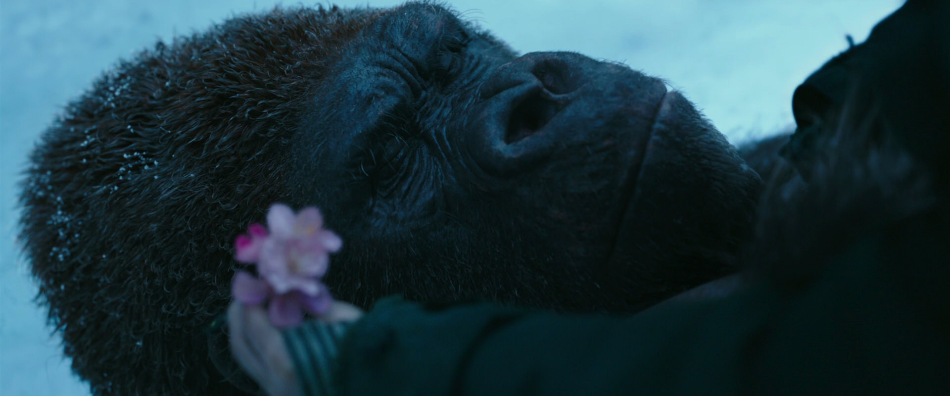 War for the Planet of the Apes (2017) screencap 6693