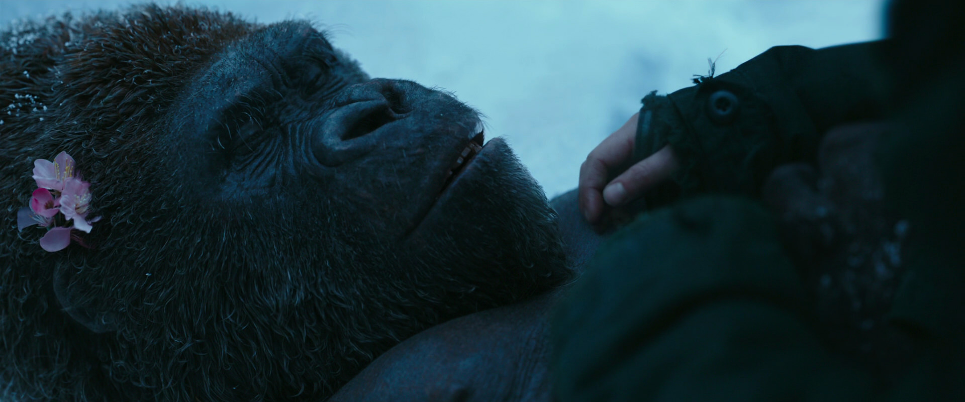 War for the Planet of the Apes (2017) movie still 6721
