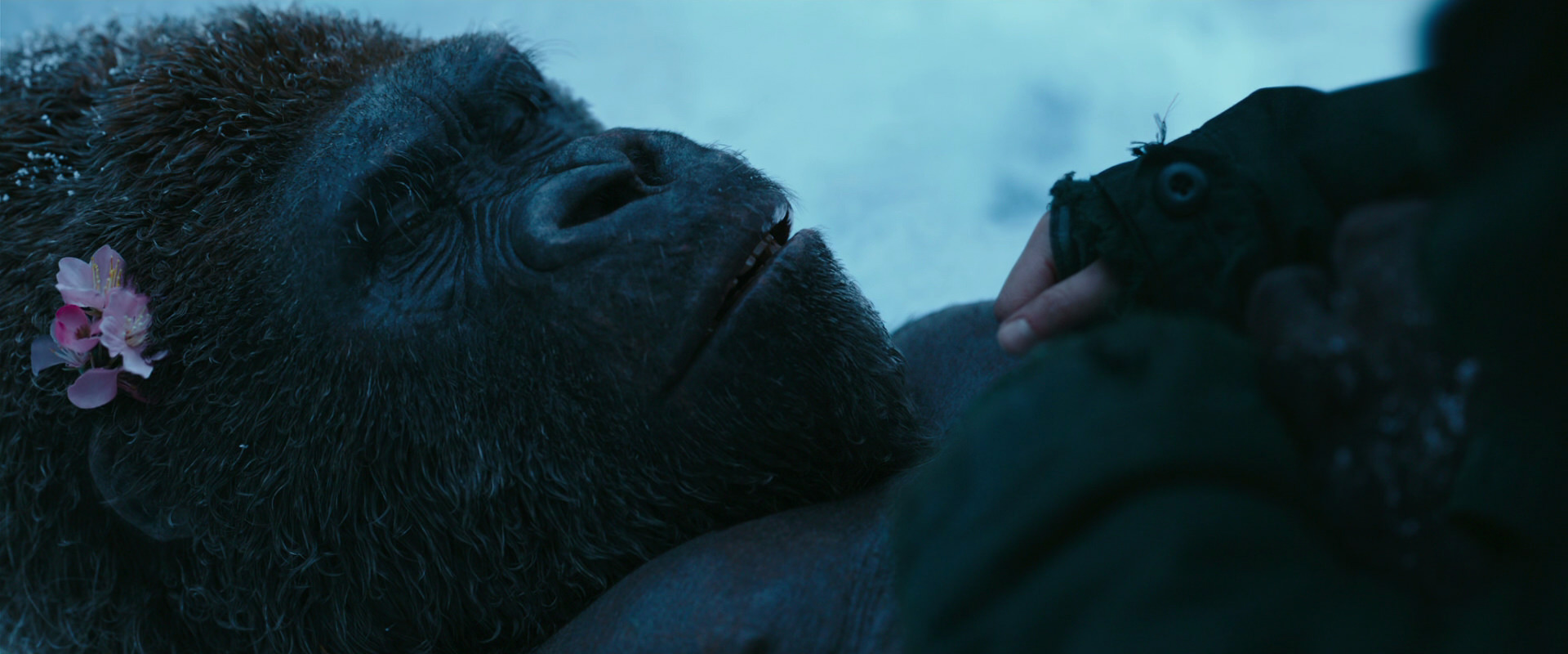 War for the Planet of the Apes (2017) movie still 6733