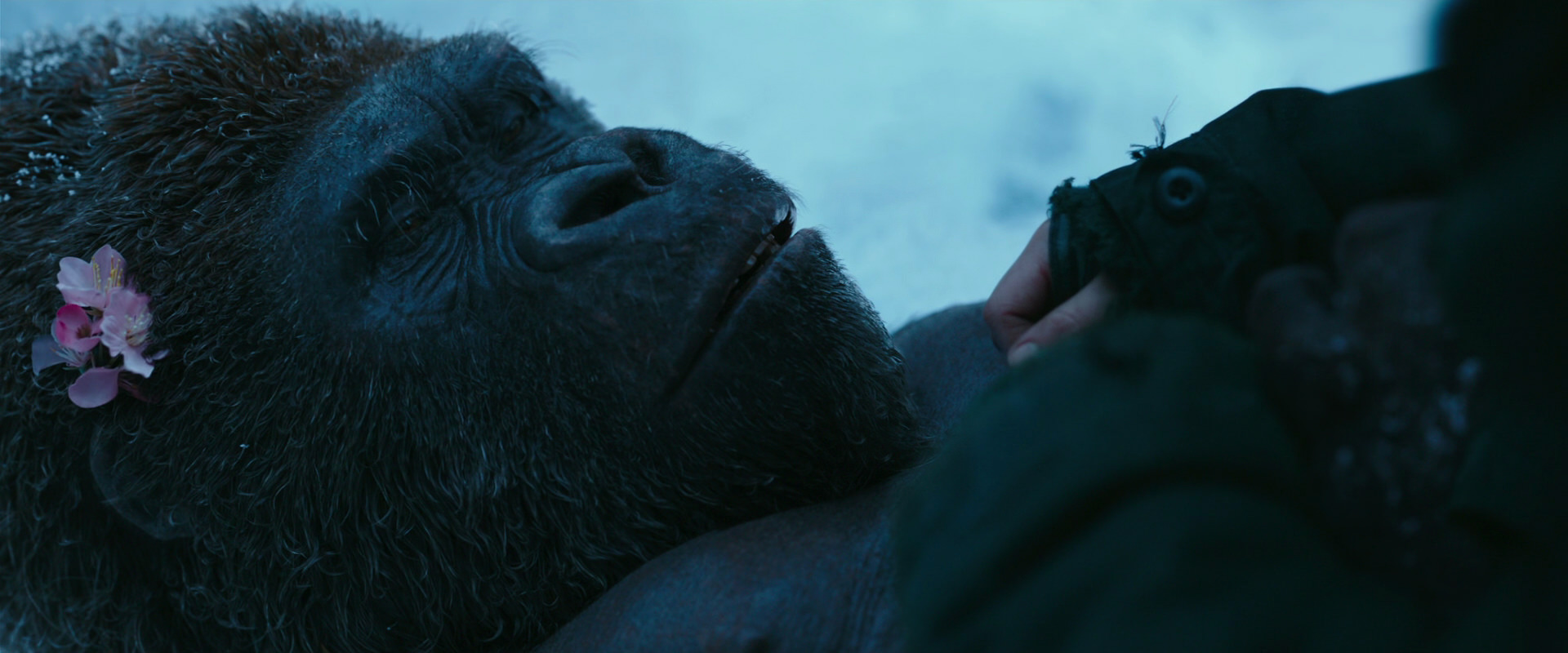 War for the Planet of the Apes (2017) movie still 6736