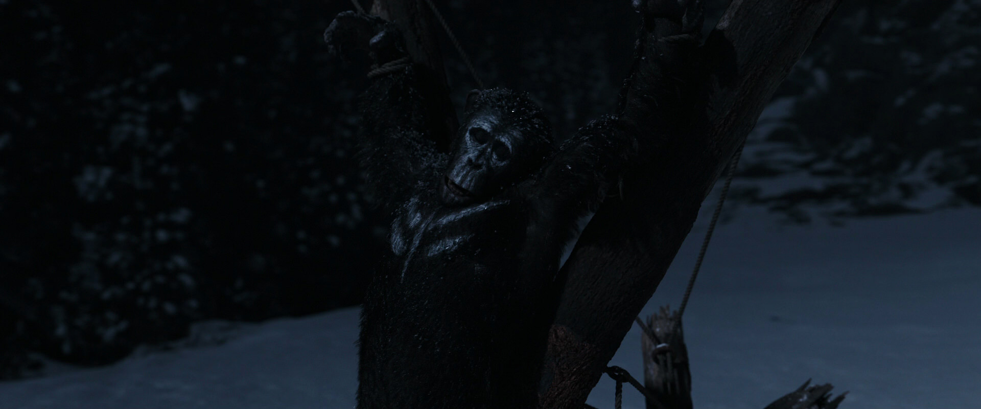 War for the Planet of the Apes (2017) movie still 6949