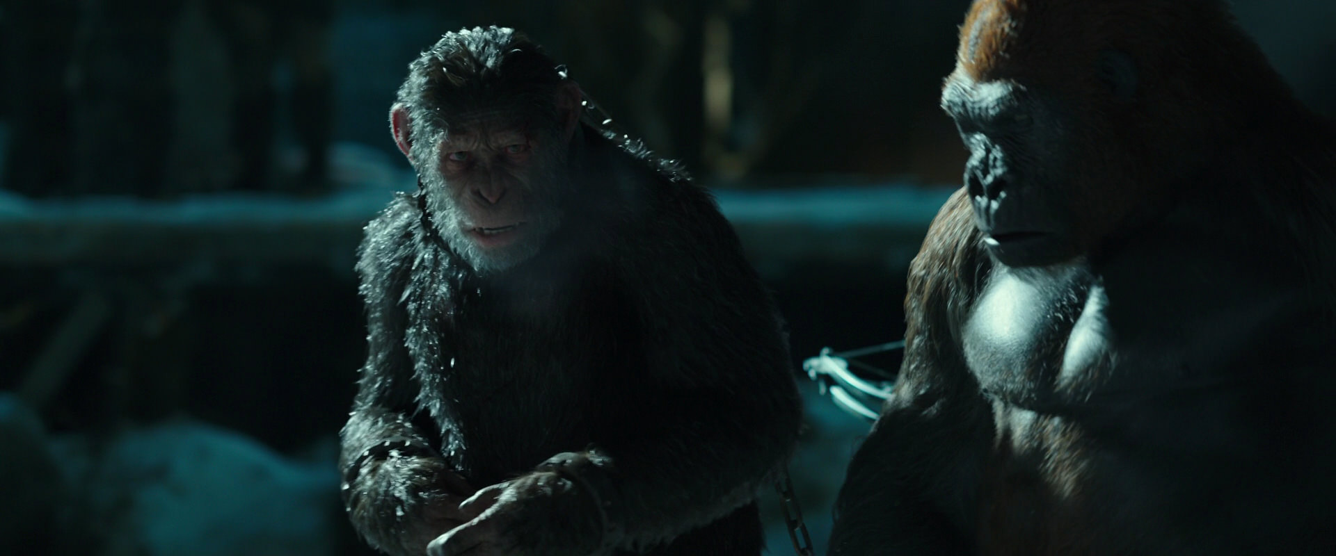 War for the Planet of the Apes (2017) screencap 7527