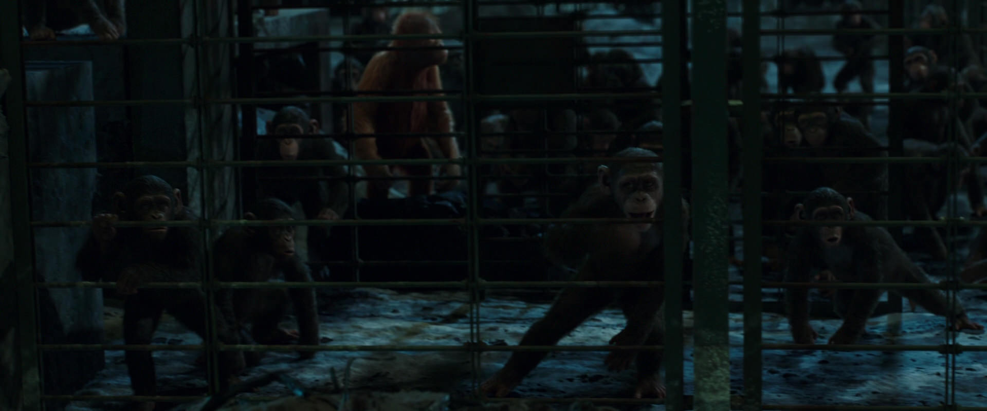 War for the Planet of the Apes (2017) screencap 7581