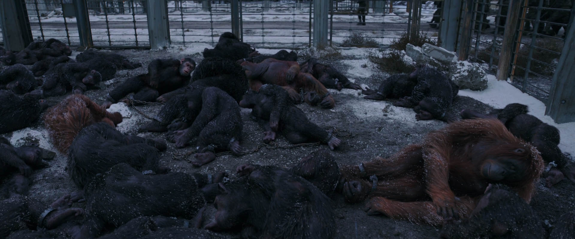 War for the Planet of the Apes (2017) HD screenshot 7802