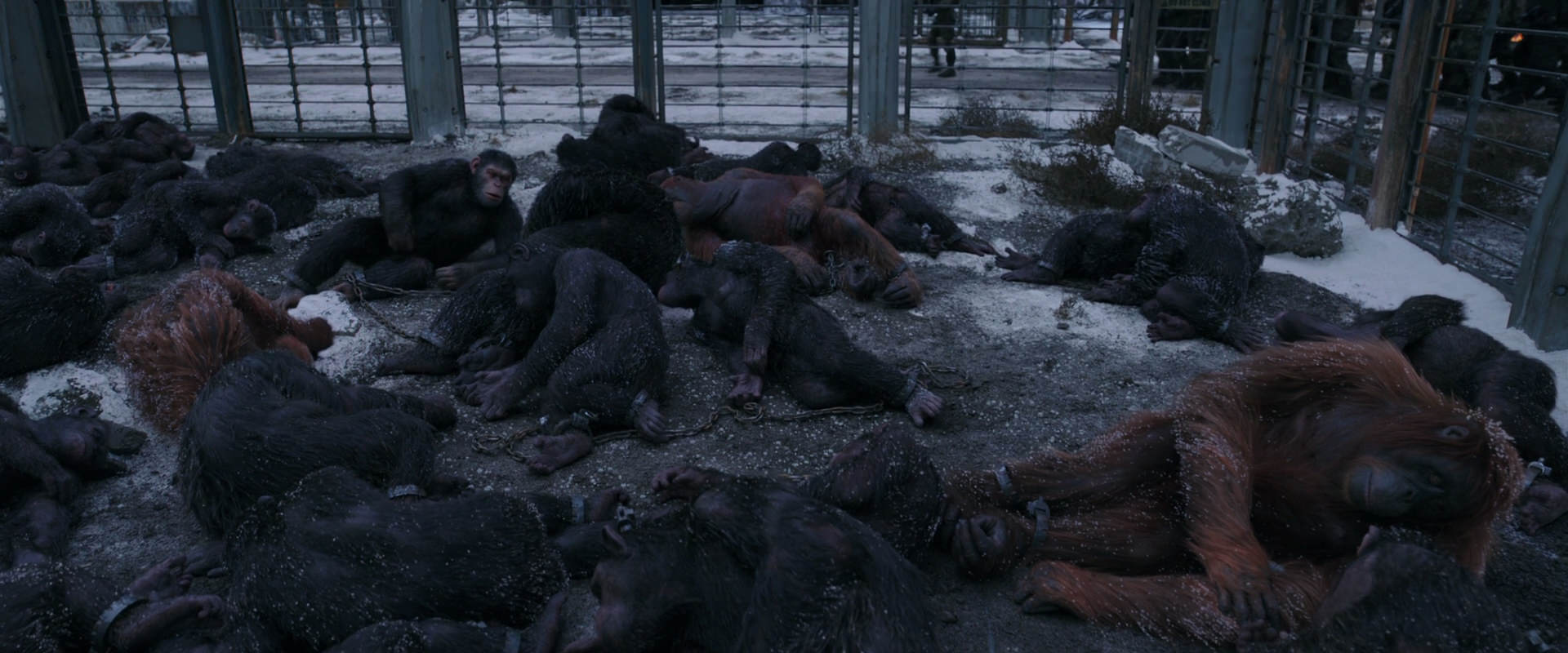 War for the Planet of the Apes (2017) screencap 7803