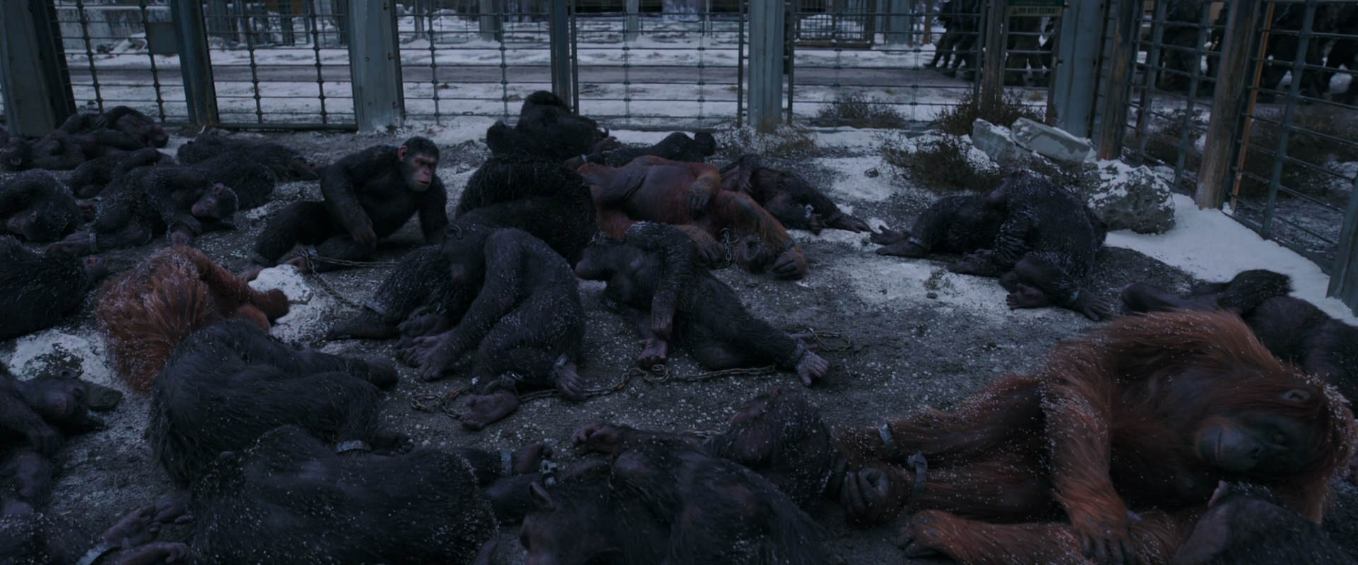 War for the Planet of the Apes (2017) movie still 7804