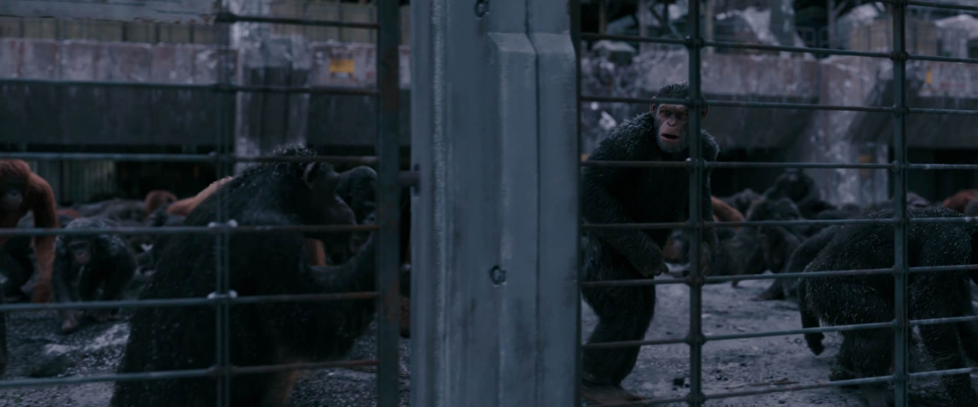 War for the Planet of the Apes (2017) movie still 7843